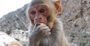 Indian Baby Monkey