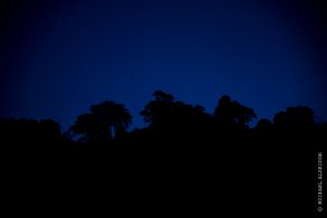 Madagascar forest skyline at night