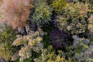 Drone Aerial Photo of a Colourful Forest