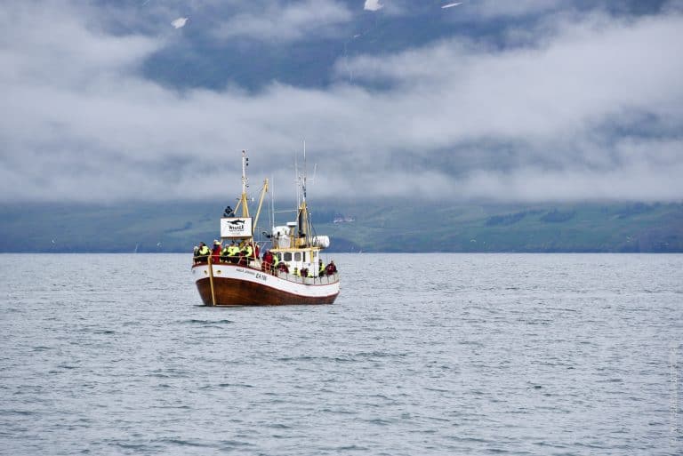 Akureyri Whale Watching, North Iceland