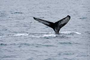 Humpback Whale in Akureyri, North Iceland