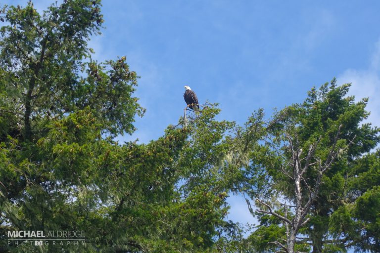 Bald Eagle, Johnston Strait