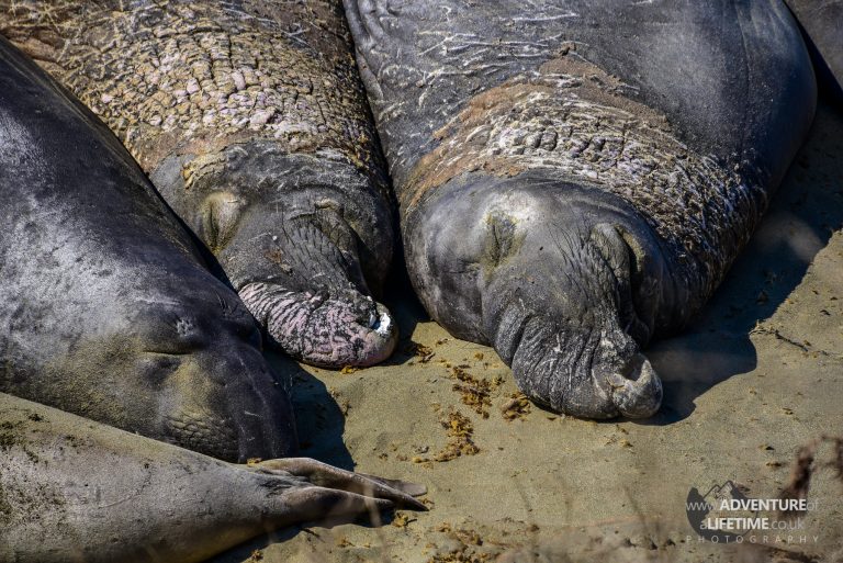 Elephant Seals close up at Big Sur