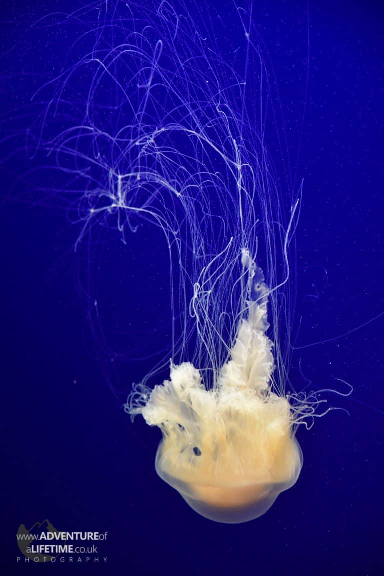 Jellyfish at Monterey Aquarium