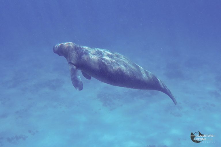 Snorkelling with a Manatee
