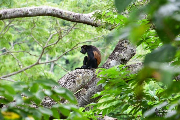 Costa Rica - Ara Project