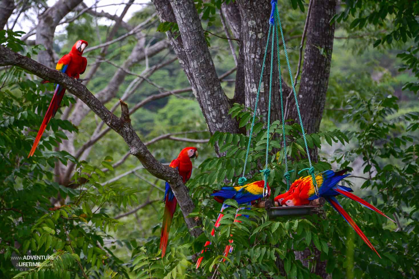 Costa Rica - Ara Project Red Macaws