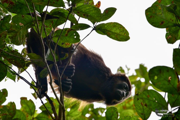 Costa Rica - Ara Project - Howler Monkey
