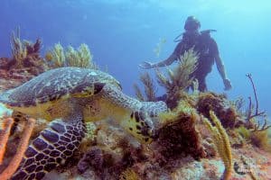 Cancun - Michael diving with a turtle