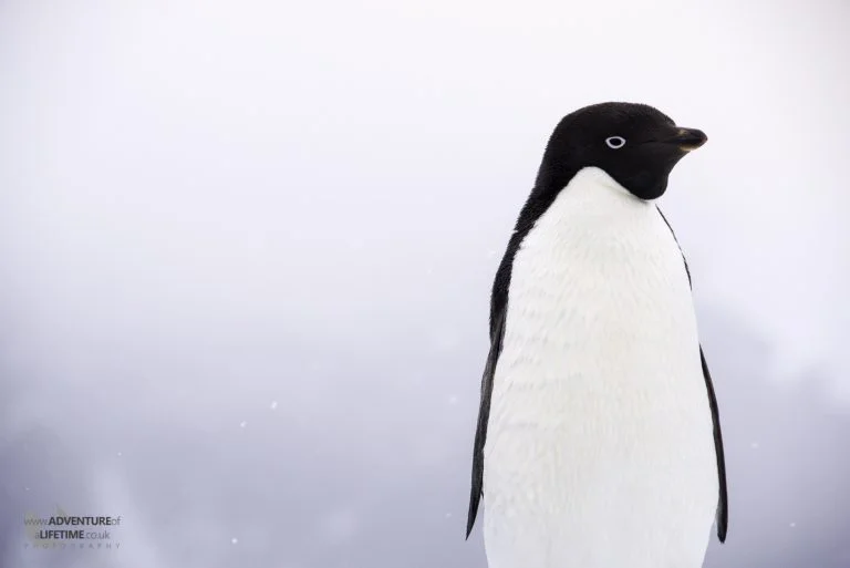 Adélie Penguin Portrait