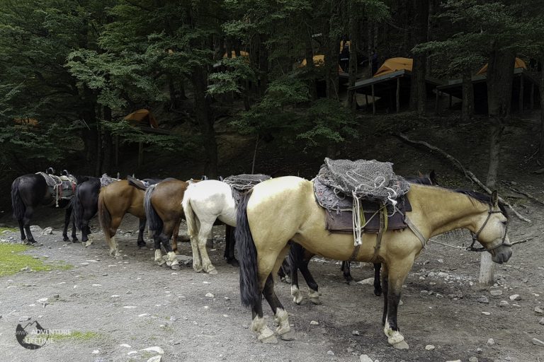Chileno forest campsite with Horses
