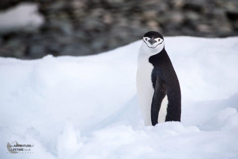 Chin Strap Penguin, Antarctica