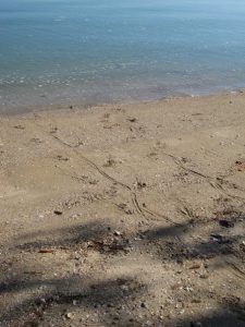 Crocodile Tracks into Water