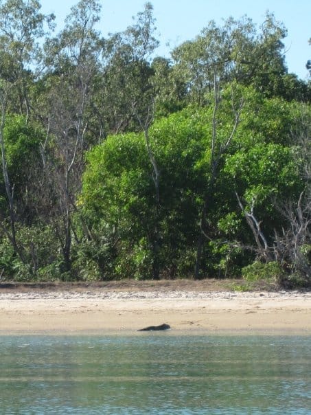 Crocodile on Shore