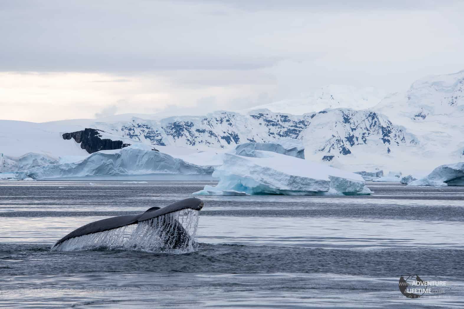 Dusk Humpback Whale