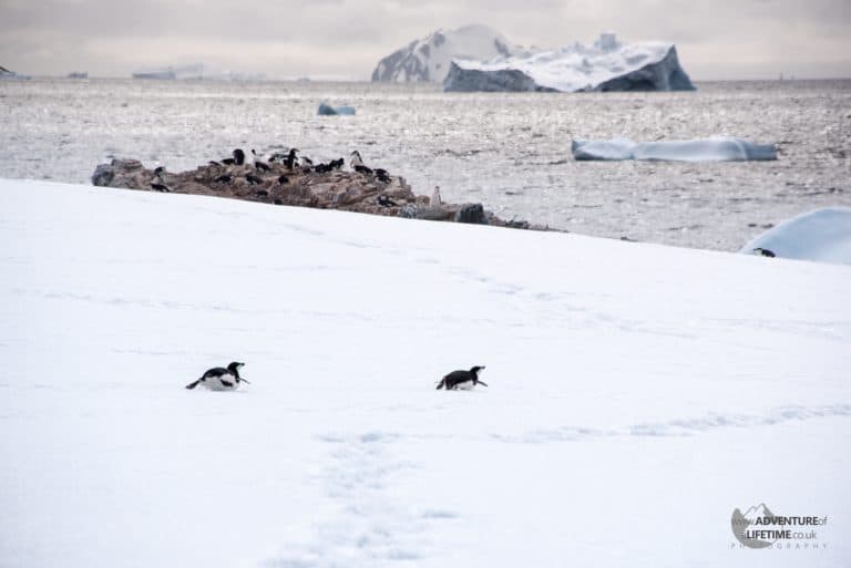 Penguin Games on Hydrurga Rocks, Antarctica
