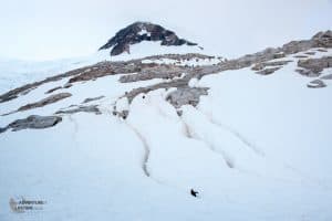 Penguin Highways through the Snow