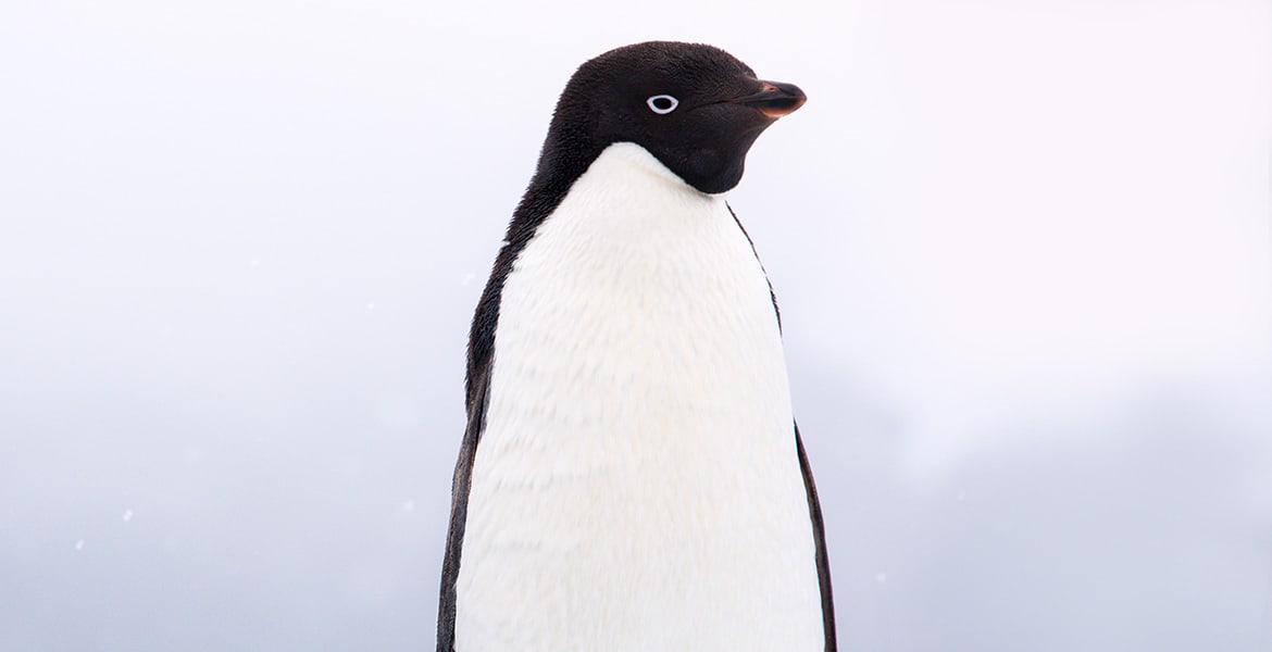 Adélie Penguin seen while travelling Antarctica