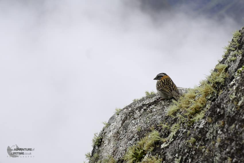 Bird on Cliffs of Huayna Picchu