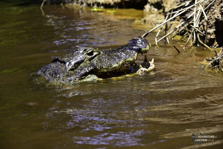 Caiman Feeding 4of4