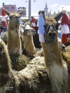 Creepy Llama