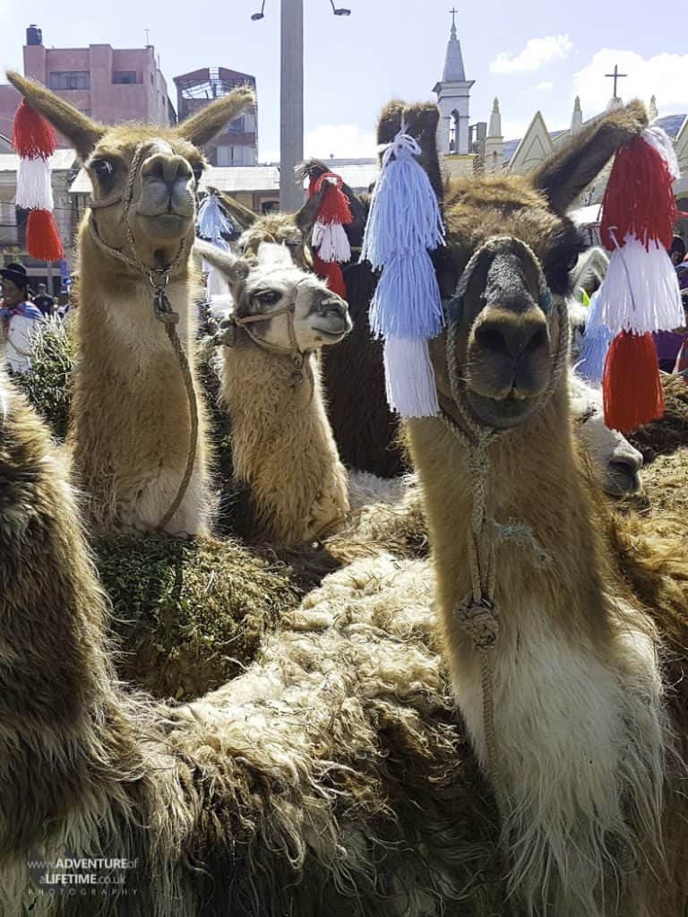Creepy Llama