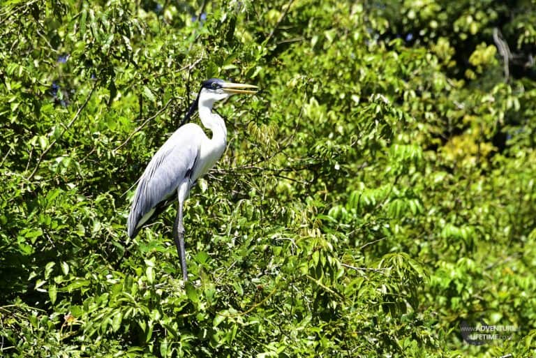 Heron in the Amazons Pampas