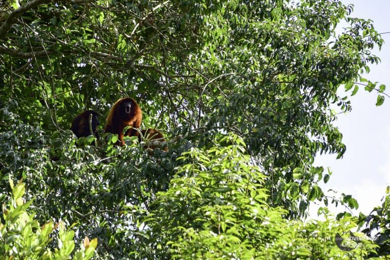 Howler Monkey in the Amazons Pampas