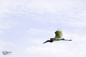 Large Crane flying