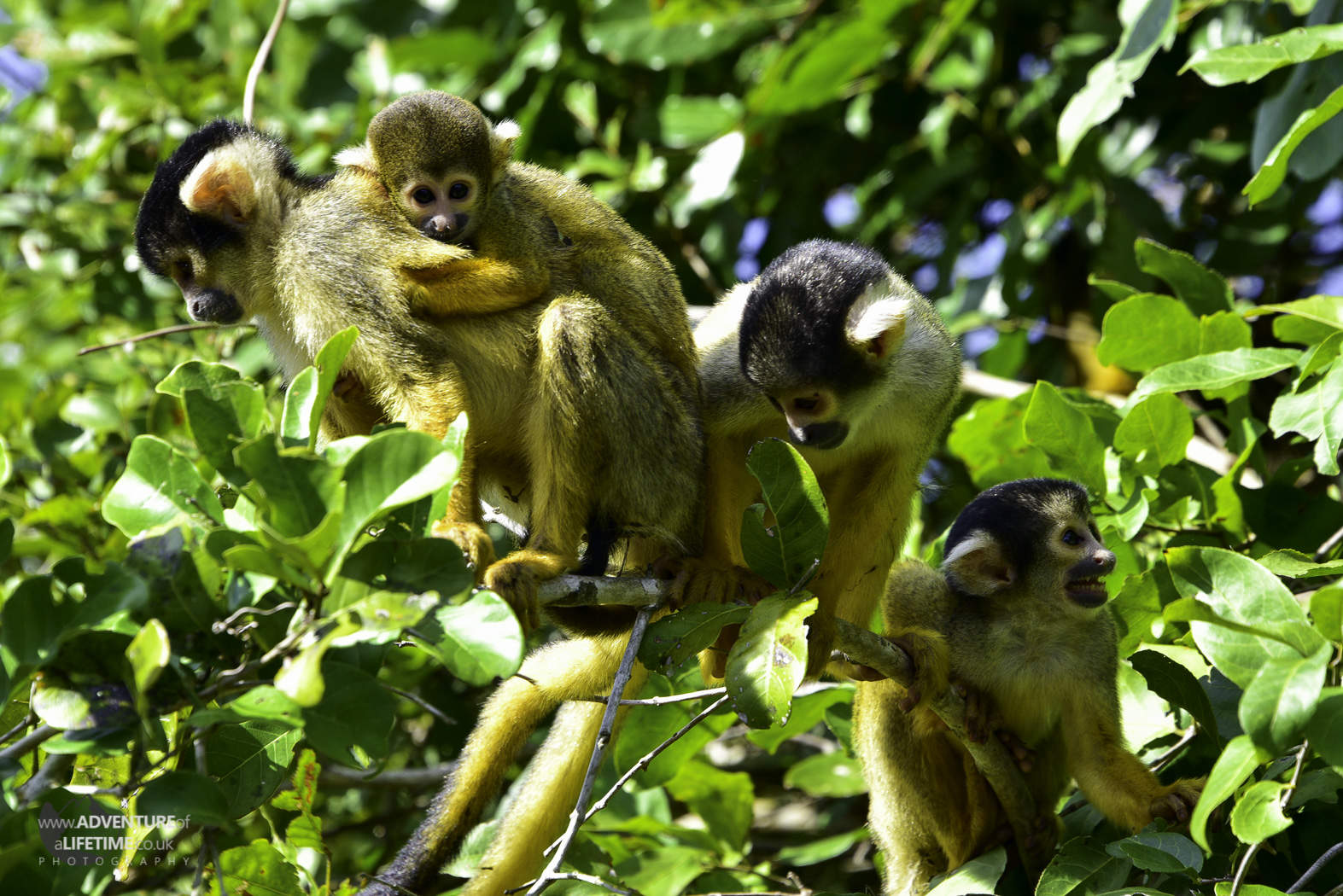 Squirrel Monkeys in the Amazon