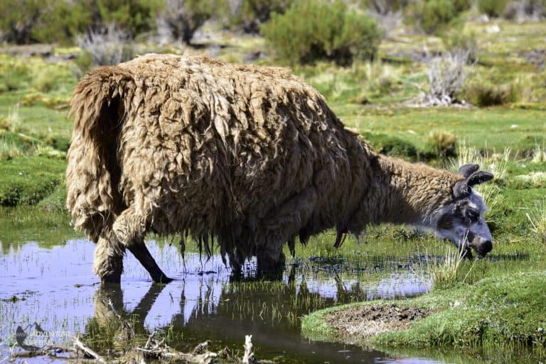 Ugly Llama