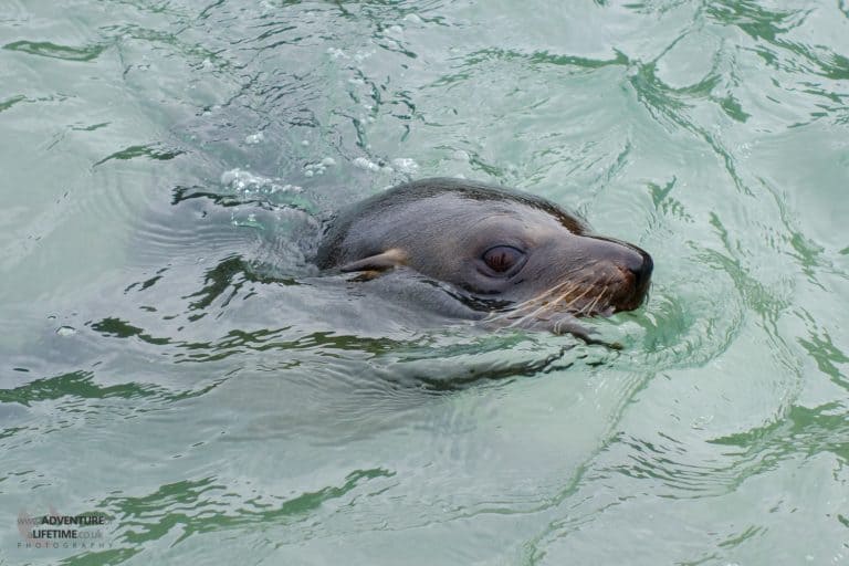 Abel Tasman Seal Mother