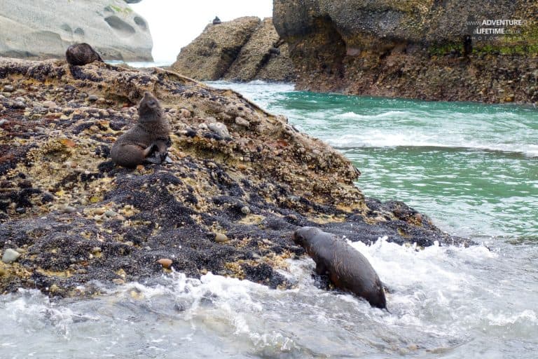 Abel Tasman Seal Pups