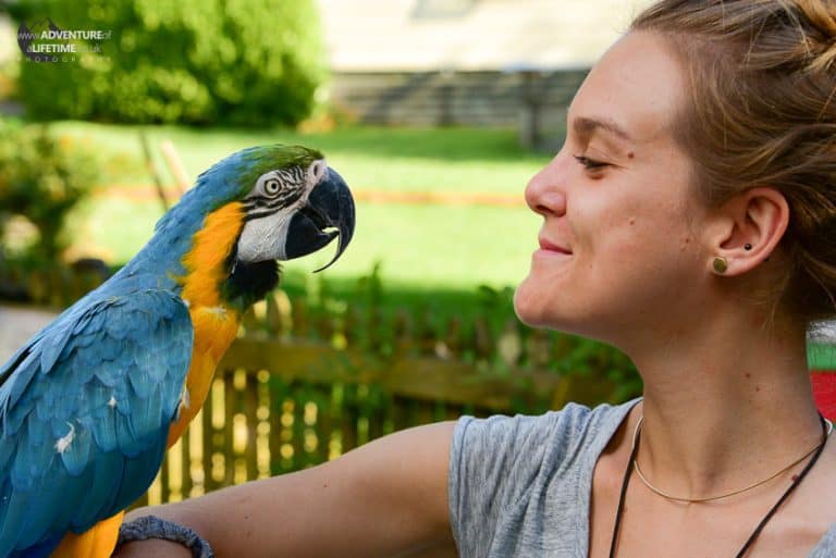 Dora & Parrot Friend