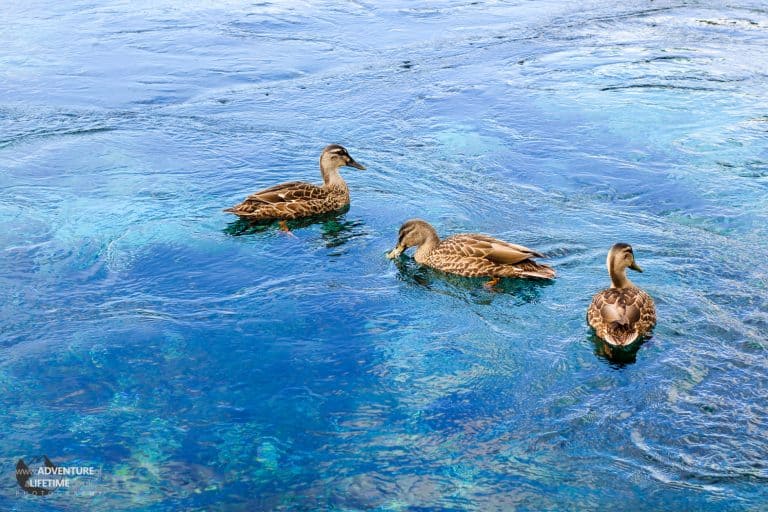 Ducks on Natural Spring