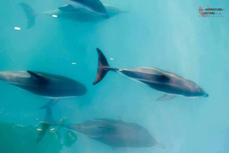 Kaikoura Dolphins