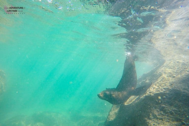 Seal Pups in Abel Tasman