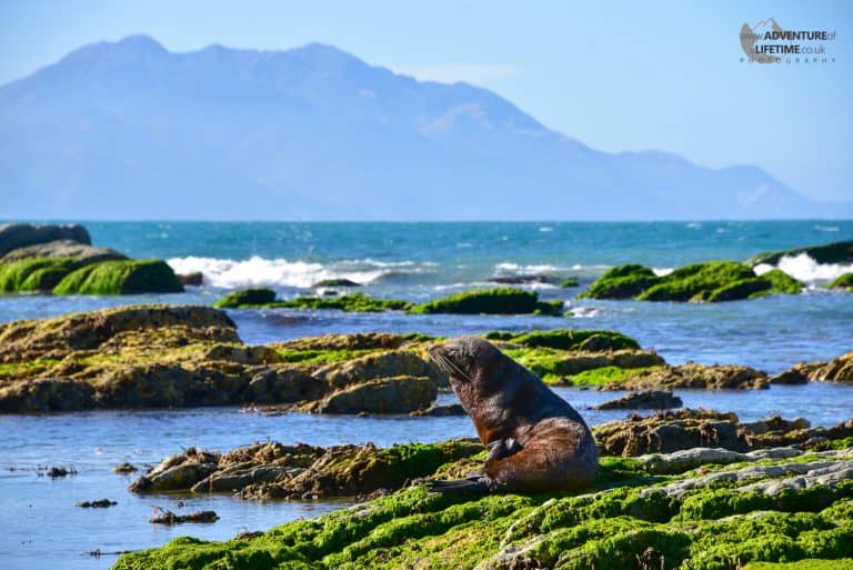 Seal at Kaikoura Peninsula
