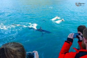 Thresher Shark and Dolphins in Kaikoura