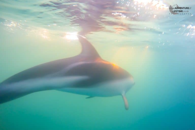 Wild Dolphin at Sunrise