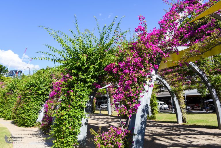 Brisbane floral archways