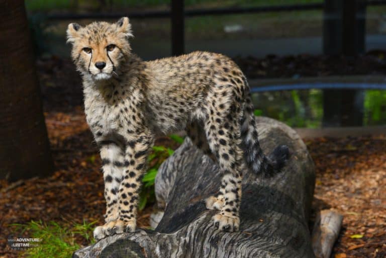 Cheetah cub at Australia Zoo