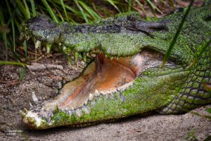 Crocodile, real or fake...