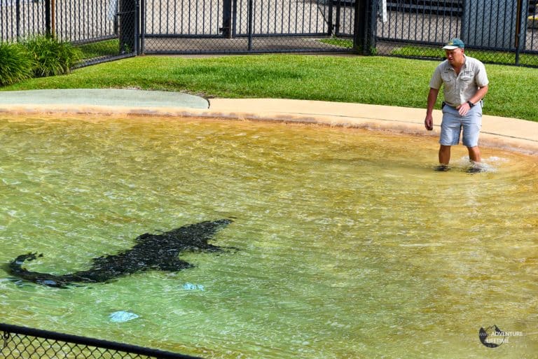 Crocodile's lurk beneath the water