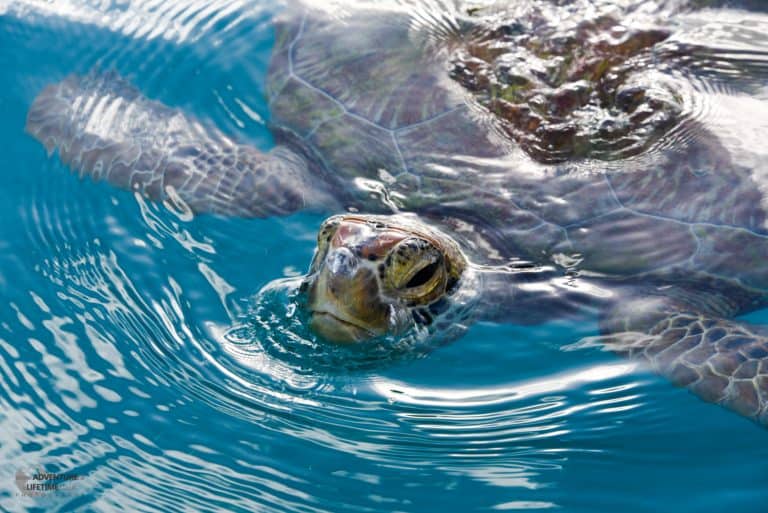 Friendly Turtle