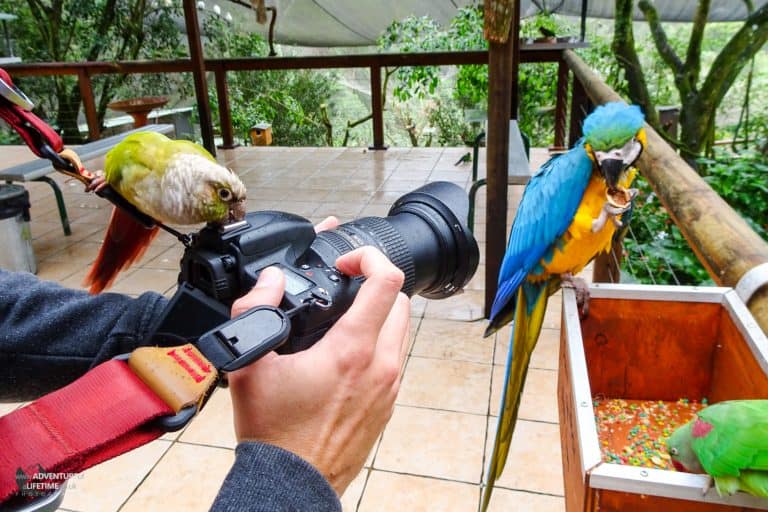 Getting all the attention at Birdworld