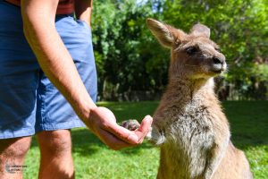 Holding hands with a Kangaroo!