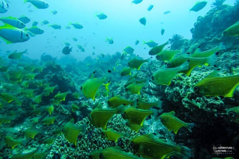 The fish of Julien Rocks