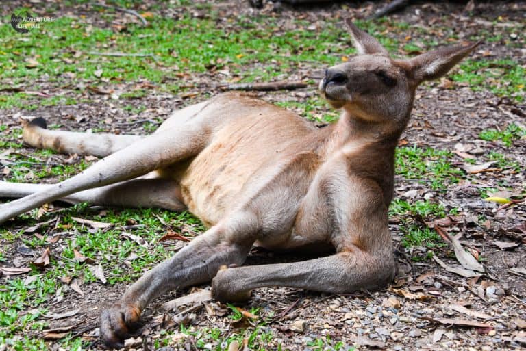 Kangaroo on steroids