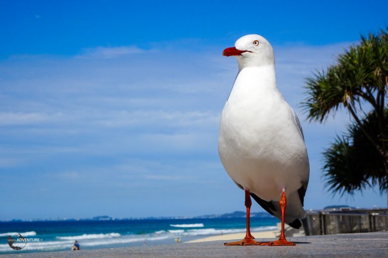 Majestic Seagull at Surfers Paradise